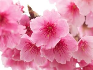 Flowering Cherries (Prunus)