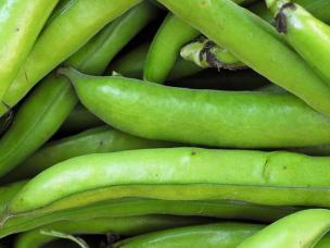 Broad Beans (Vicia faba)