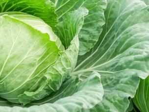 Cabbages (Brassica oleracea)