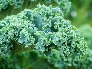 Kale (Brassica oleracea var. sabellica)