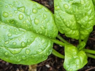 Spinach and Spinach Beet (Spinacia oleracea and Beta vulgaris)