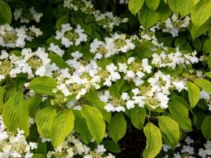 Les meilleures fleurs blanches 