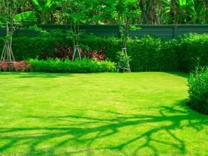 Zielony ogród z gęstym trawnikiem