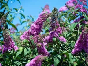 arbuste aux pappilons buddleja