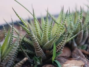 Bodembedekker - Couvertures de sol - Love The Garden