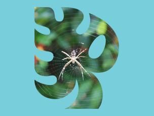 Getting rid of garden bugs