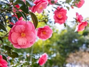 Camelia