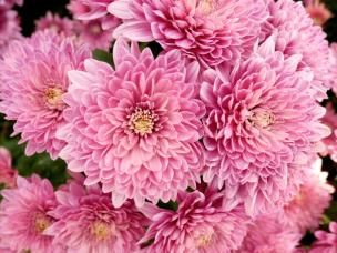 chrysanthemen 