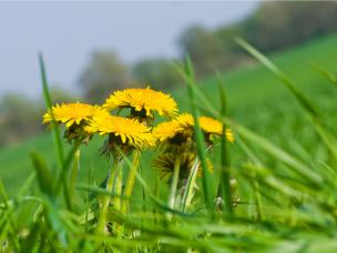  Chwasty na trawniku - odchwaszczanie trawnika
