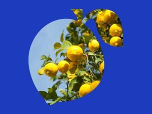Common Citrus Pest & Disease