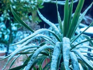 Overwintering tender plants