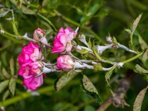 Weißer Echten Mehltau an den Knospen, Stielen und Blättern einer Buschrose.