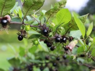 The World’s deadliest plants - 10 of the best (or worst)
