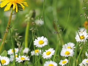 Når plænen „blomstrer“ …