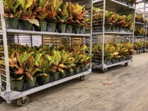 Scotts Professional Premium Potting Mix