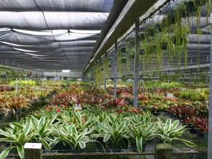 Greenhouse