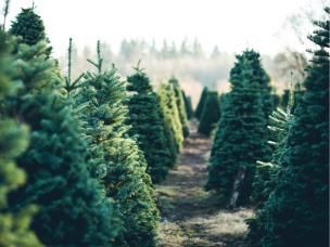  Drzewko Świąteczne