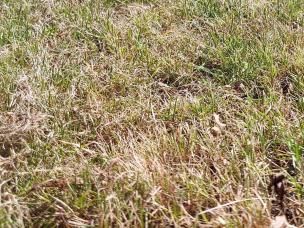 Droog gazon met bruine plekken in gras