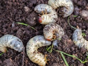 Hoe engerlingen bestrijden - Lutter contre les vers blancs - Love the garden