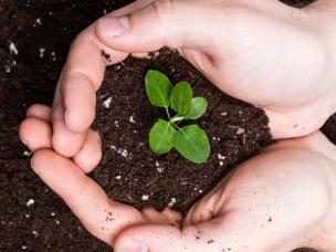 Jong plantje ziet het levenslicht in de handen van de duurzame tuinier