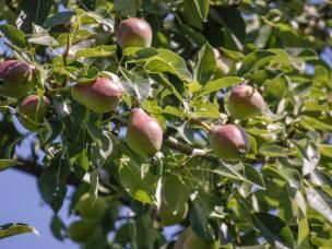 Feed your garden for upto 6 months