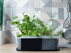 Coriandre et aneth dans un pot posé sur le plan de travail d’une cuisine