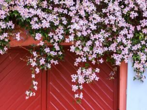 Des fleurs roses de Clematis Montana près du mur de la maison au-dessus des fenêtres et d’un portail rouge