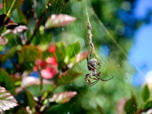 Getting rid of garden bugs