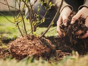 Carbon neutral | Evergreen Garden Care