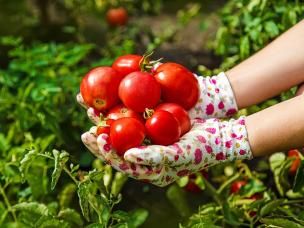 Growing the best tomatoes