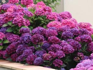Hortensia stekken bouturer I Love My Garden