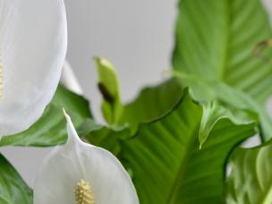 How to Care for Peace Lilies