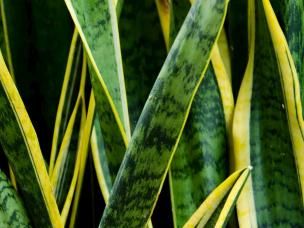 How to care for snake plants