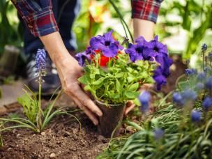 Hydrożel –  co to jest i jak stosować hydrożel do kwiatów doniczkowych