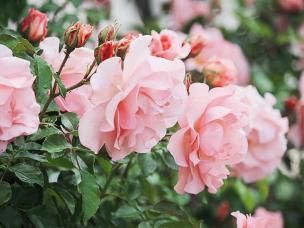 All about roses