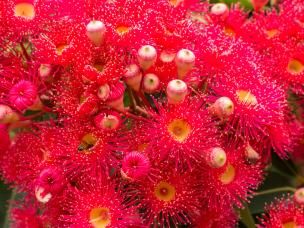 Scotts Osmocote® Native Potting Mix