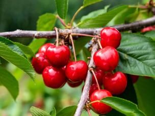 Kersenboom snoeien – Tailler cerises - I Love My Garden