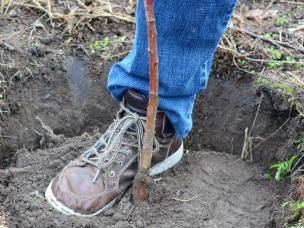 Piétine le sol autour d'un arbre nouvellement planté