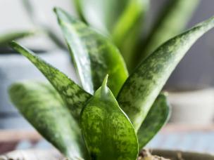 Low maintenance houseplants