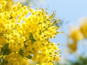 Mimosa