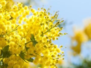 Mimosa