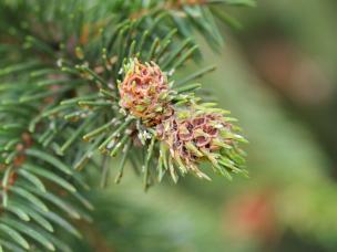 Ochojniki w ogrodzie – jak je zwalczać?