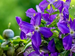  Ochrona powojników przed insektami