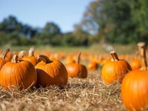 October planting and harvesting guide