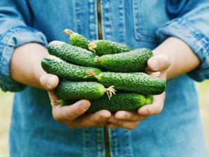 Uprawa ogórków gruntowych 