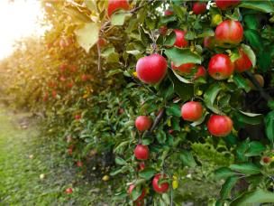  Wczesnowiosenne opryski drzew