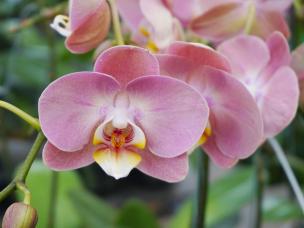  Przycinanie storczyków