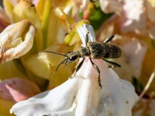 Owady na rododendronach