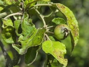  Wczesna ochrona przed parchem jabłoni 
