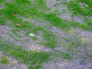 Patchy lawn